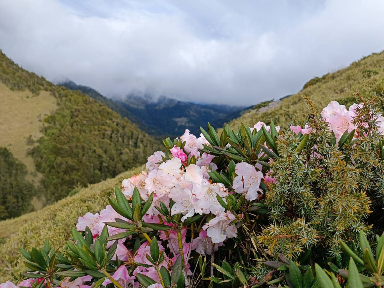合歡山杜鵑花季/清境農場（繽紛2日遊）