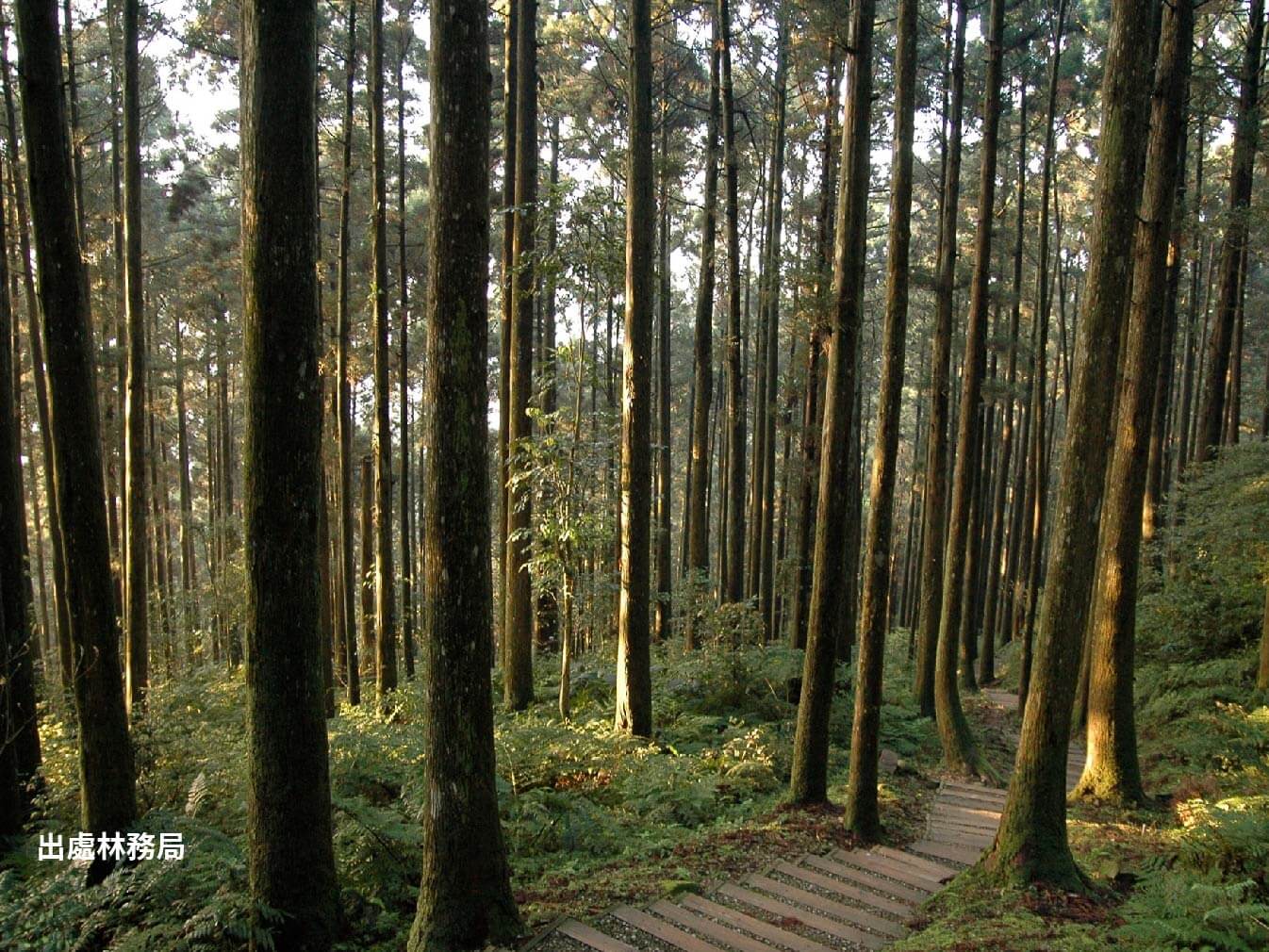 桃園★東眼山國家森林公園遊樂區～深度漫遊享受森林浴半日閒★