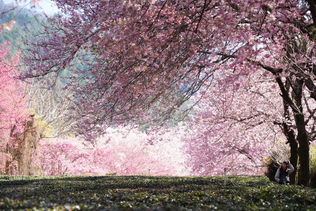 台中★武陵農場櫻花季★（報名須預繳）