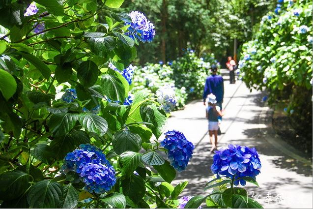 苗栗★高山青農場～繡球花秘境/鱒魚饗宴★