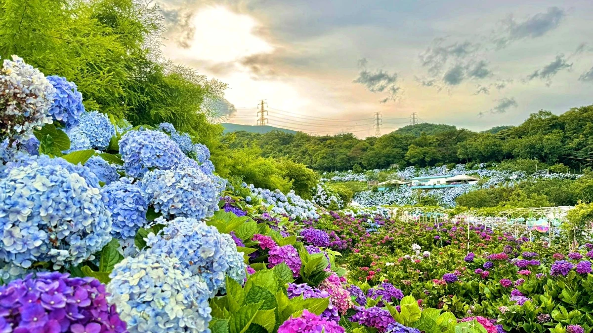 新北★浪漫食光～萬里高家繡球花海★