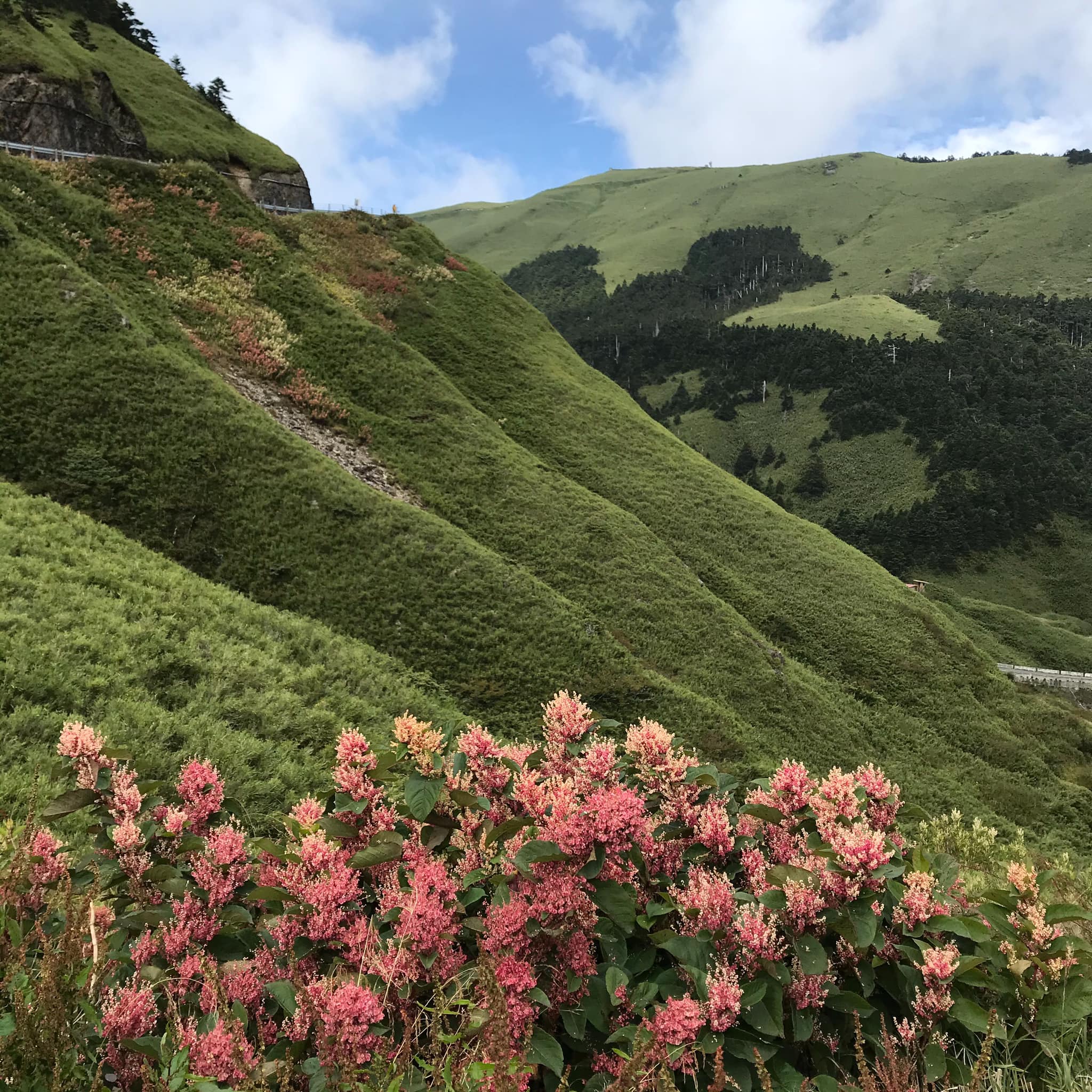合歡山上帝的花園～醉美的繁花(繽紛2日遊)