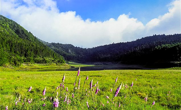 宜蘭★翠峰湖毛地黃花季★