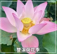 宜蘭★戀戀雙溪荷花季/大溪觀光漁港★