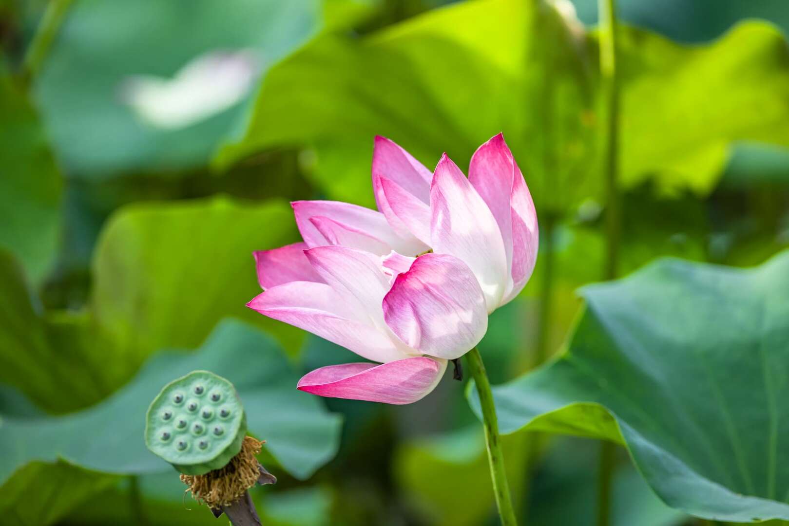 桃園★觀音蓮花季熱鬧登場★