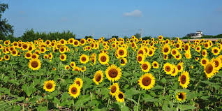 桃園★向陽農場向日葵花海饗宴～觀音蓮花季熱鬧登場★