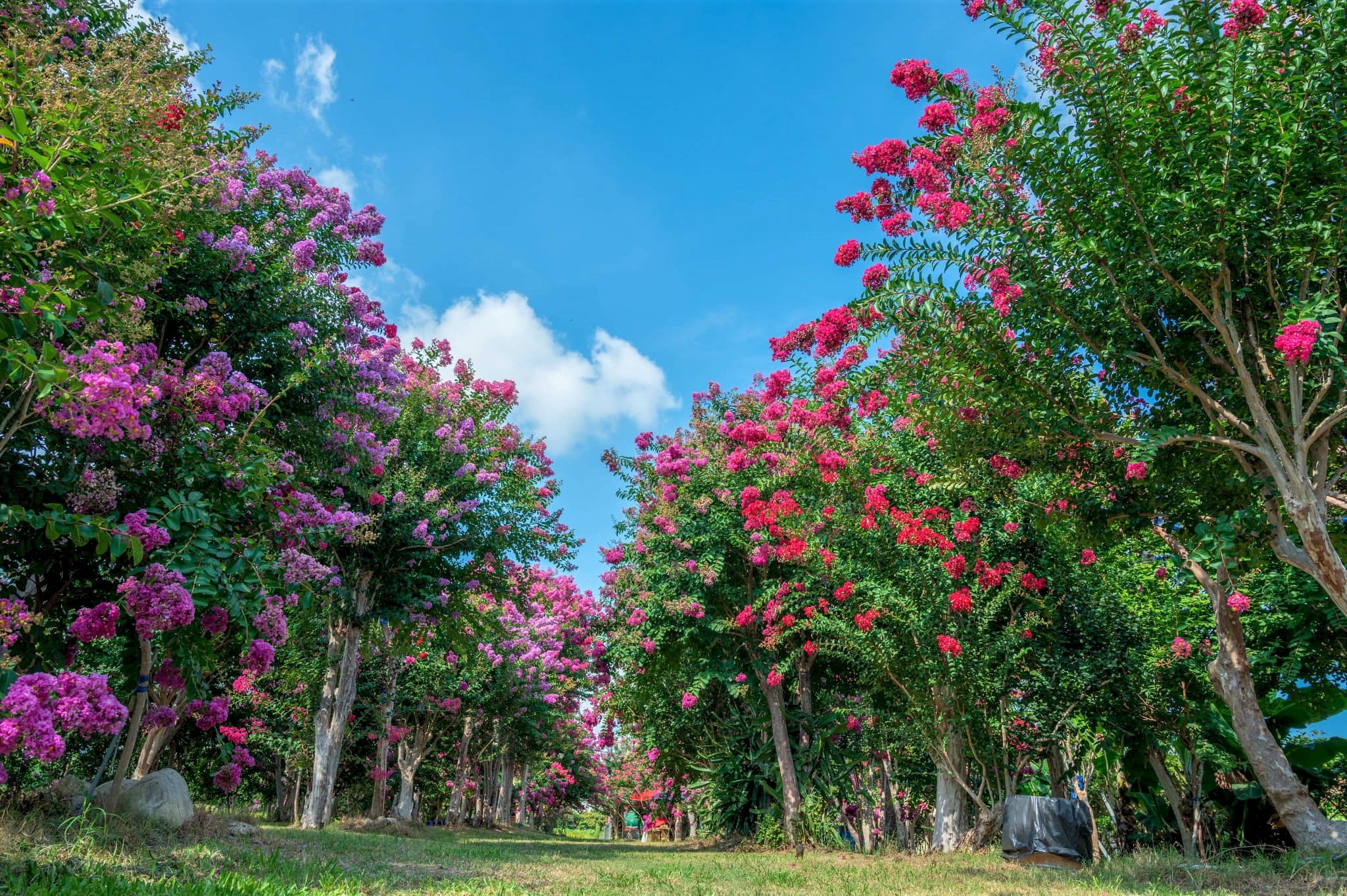 苗栗★紫薇花園400棵粉紅浪漫度爆表★
