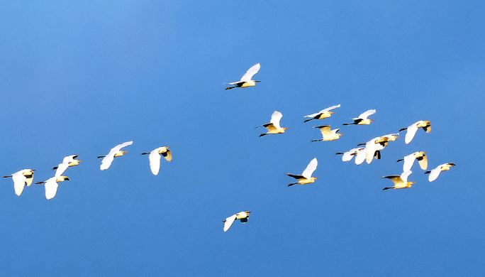 萬鷺朝鳳遷徒飛舞秀∼經典太平雲梯(生態2日遊)