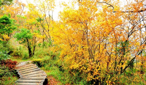 武陵桃山瀑布～翠峰湖山毛櫸步道（健行2日遊）