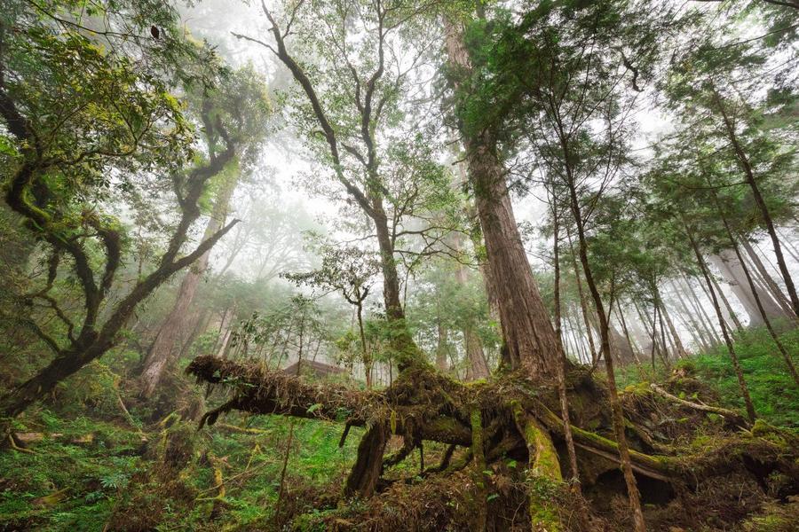 宜蘭★馬告神木園區～走訪世界遺產★