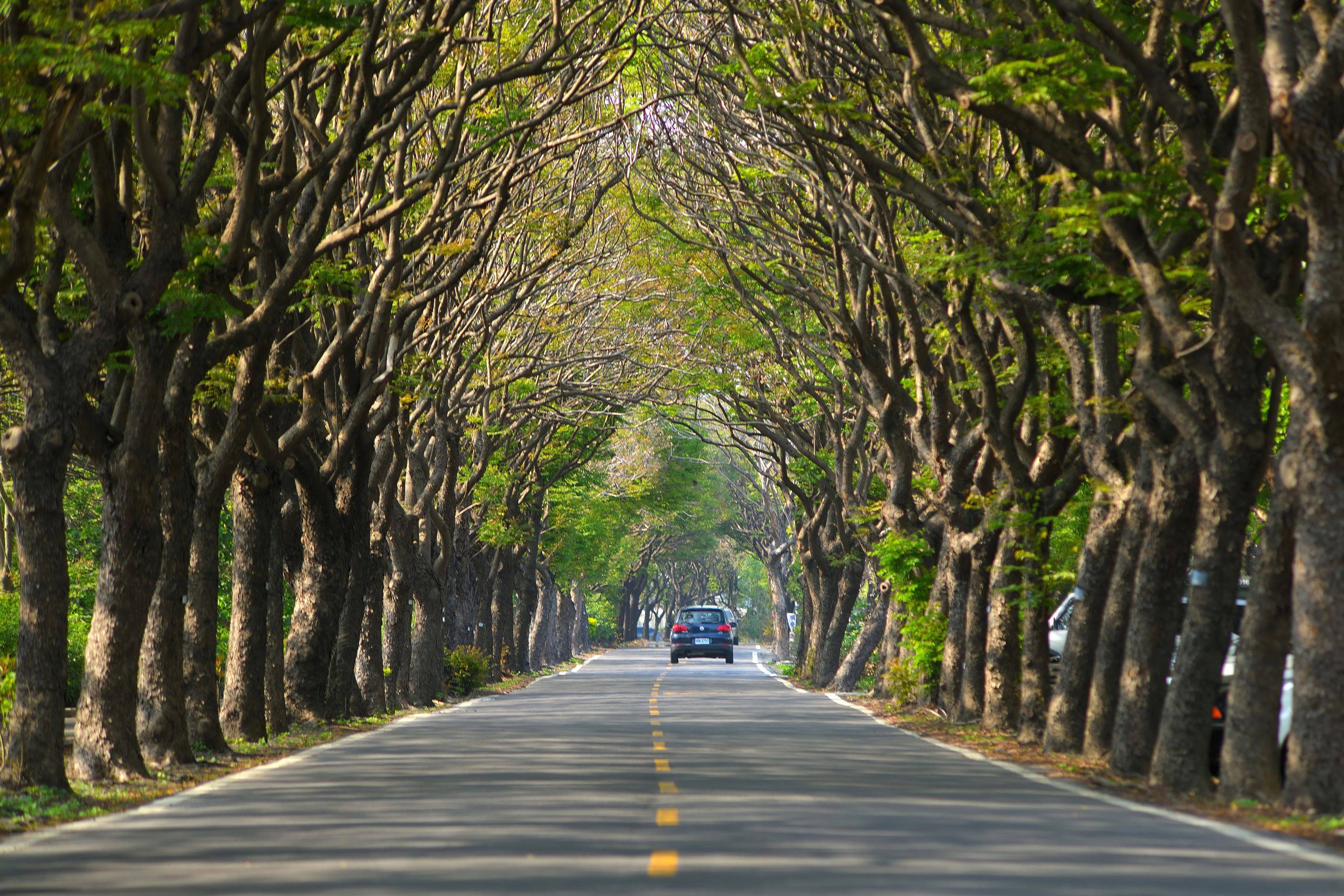 彰化★戀戀台灣欒樹節∼玫瑰色的浪漫小旅行★