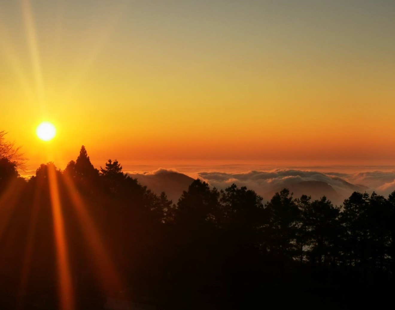 阿里山森林楓紅層層、達娜伊谷綠色小旅行(忘憂2日遊)