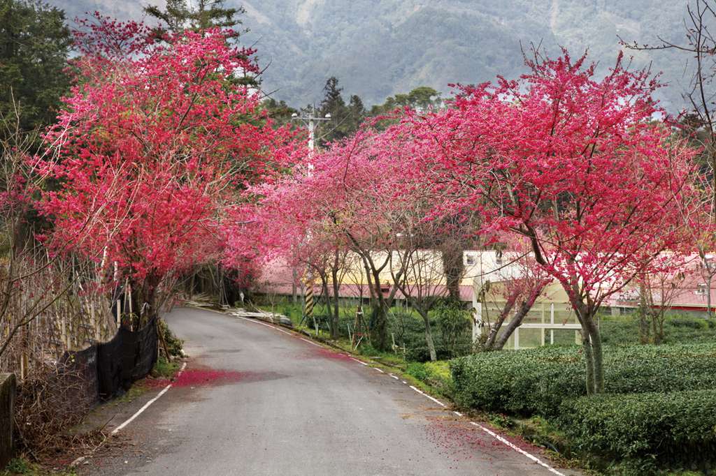 春回大地草坪頭櫻花季．東埔溫泉美人湯（追櫻二日遊）