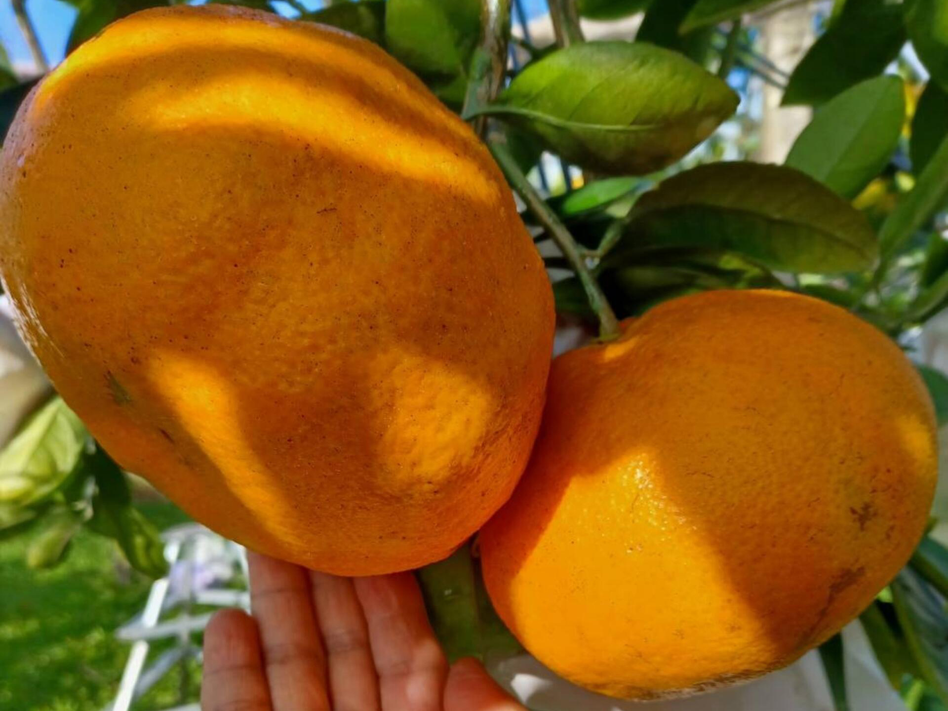 台中★心禾園休閒農場∼柑橘採果趣季節限定★