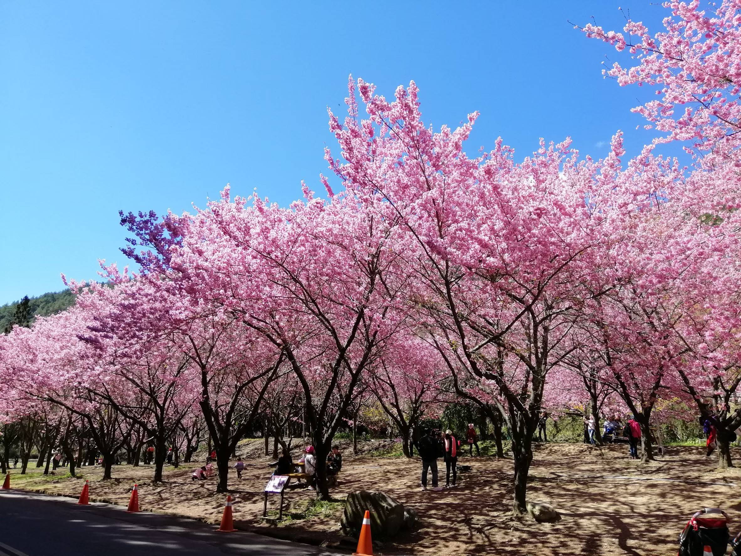 【梨山賓館】武陵櫻花季～福壽山農場/千櫻園櫻你而開（追櫻二日遊）