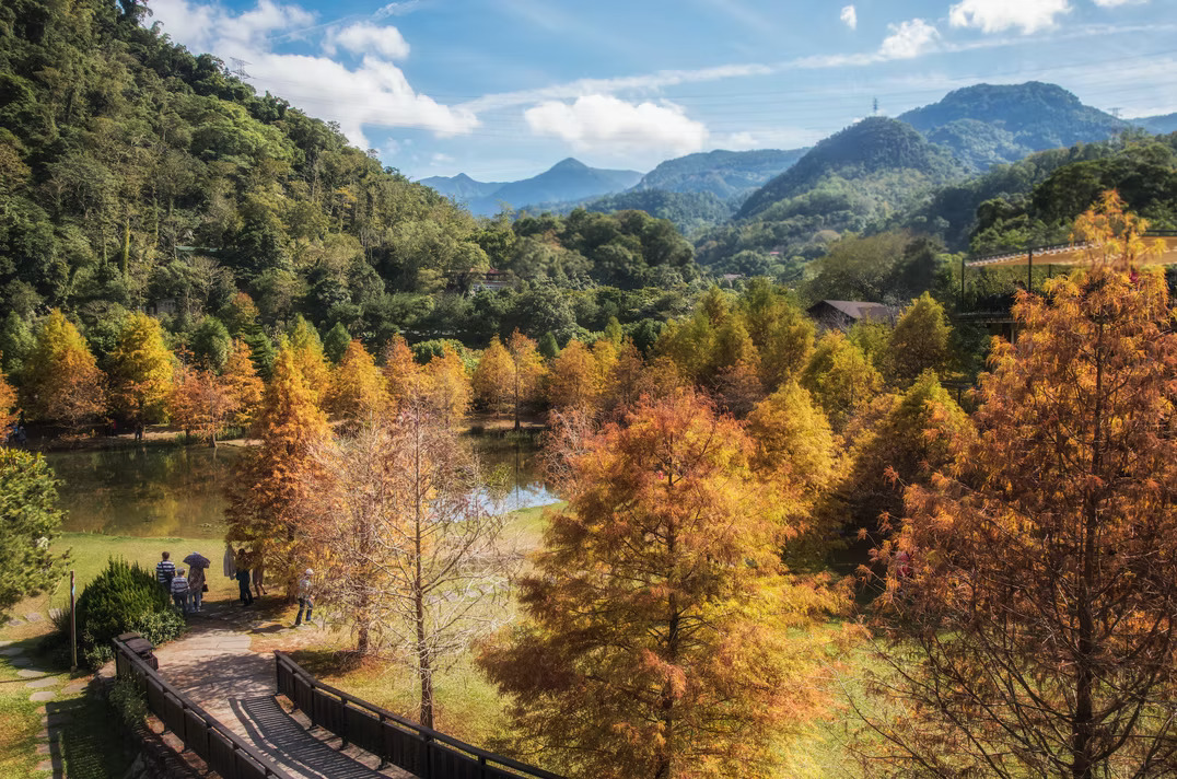 苗栗★醉美雲水渡假村〜全台十大落羽松仙境★