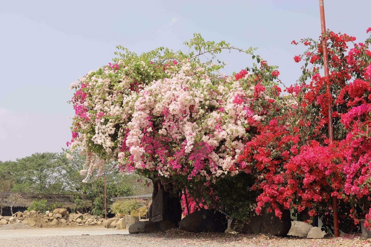 南投★黃山秘境～九重葛庭園觀景台味饗宴★