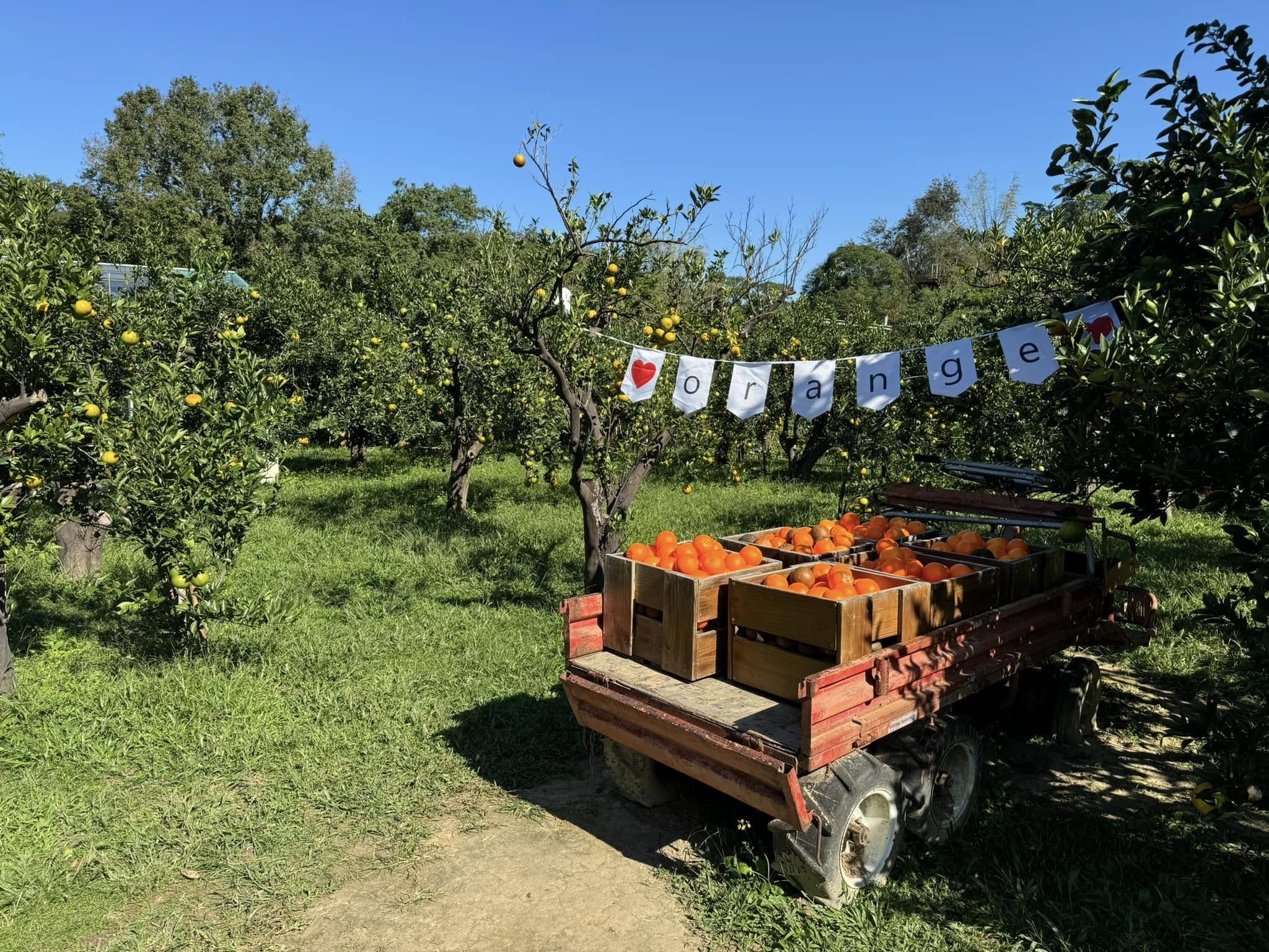 苗栗★台版濟洲島∼橙香森林採果趣★