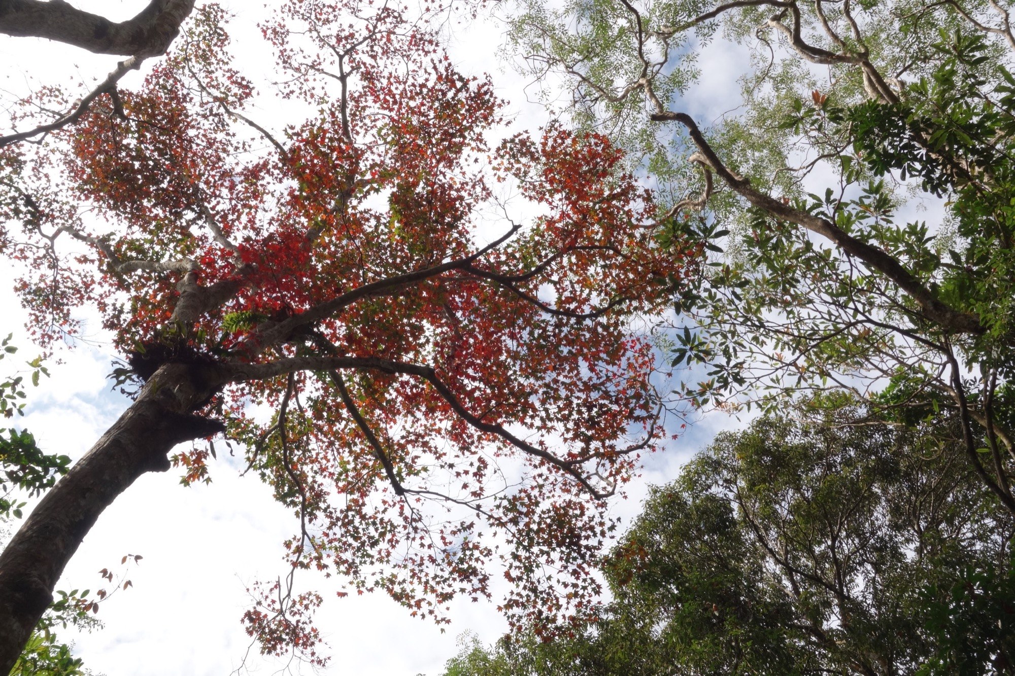 苗栗★馬那邦山登山步道小百岳賞楓秘境★