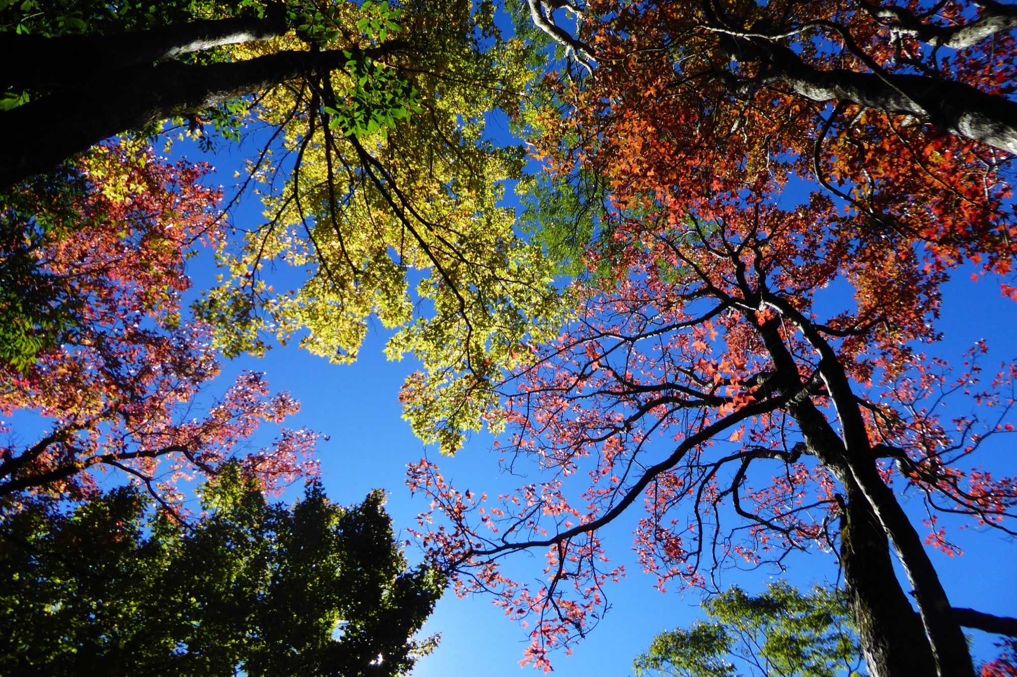 南投★奧萬大楓紅層層賞楓季★