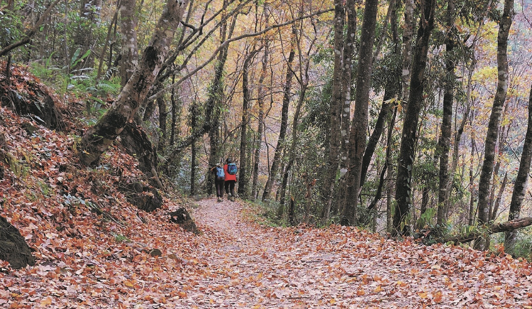 新竹★霞喀羅古道楓迷全台★