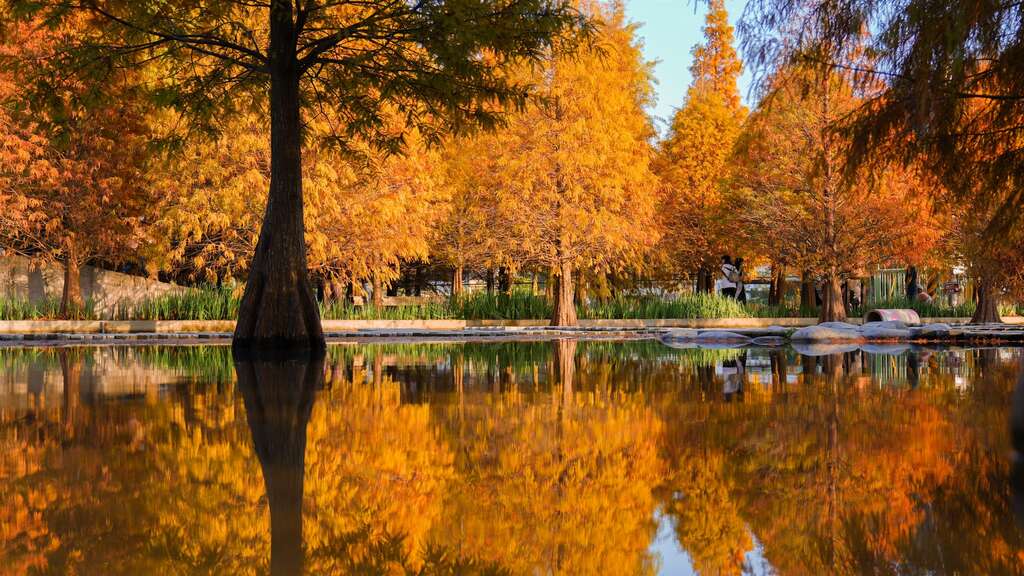 台中★麗寶落羽松大道∼泰安羽粼落羽松秘境限時夢幻美拍★