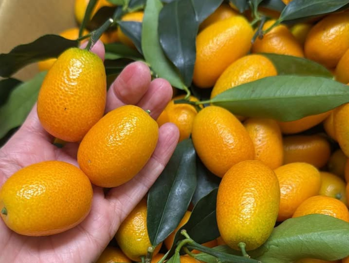 宜蘭★村長金棗觀光果園採果趣★