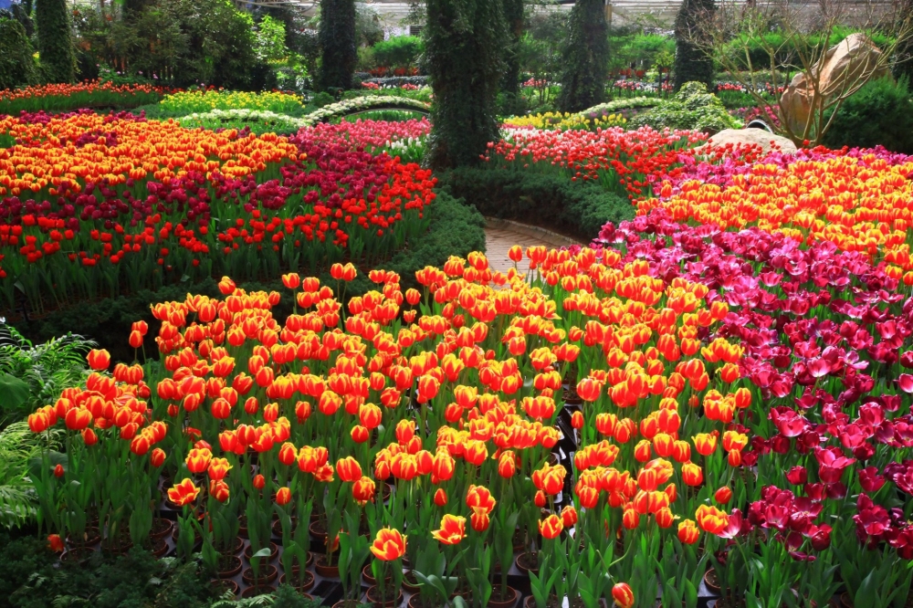 杉林溪春曉百花爭艷～溪頭氧吧森濤の旅(繽紛2日遊)