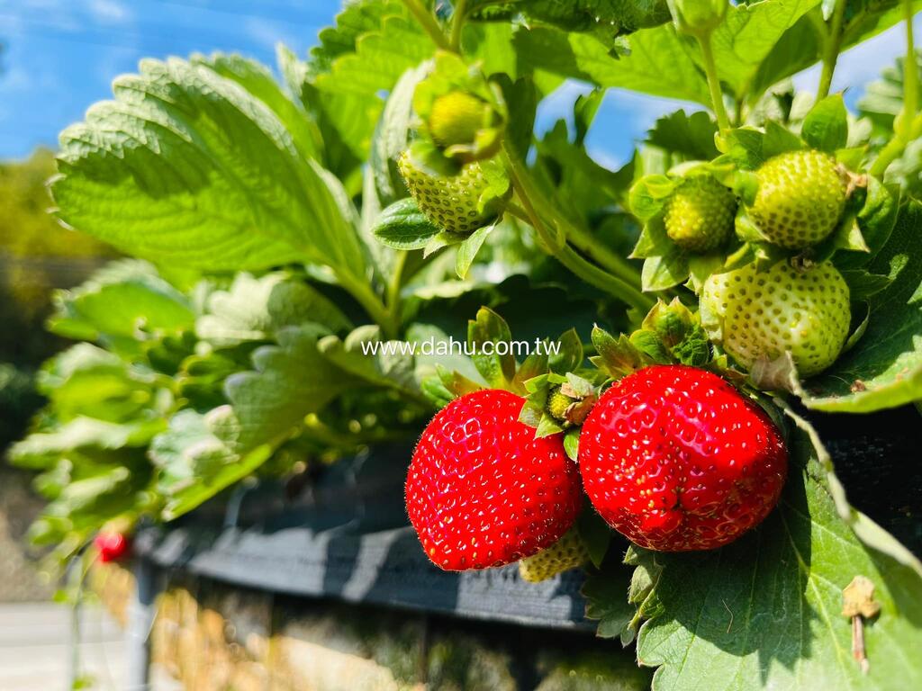 苗栗★大湖草莓採果趣、酸甜滋味的魅力∼巧克力雲莊浪漫食光★