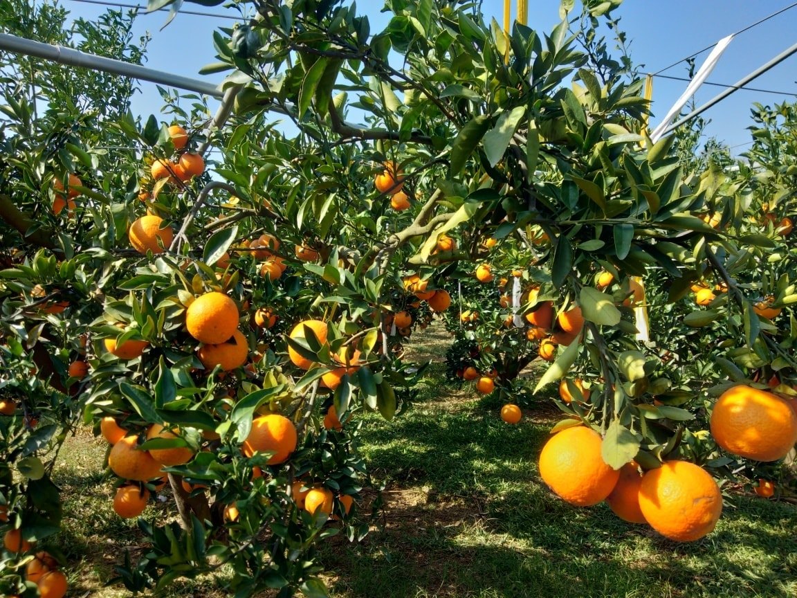 苗栗★卓蘭柑橘隧道∼大湖草莓採果趣★