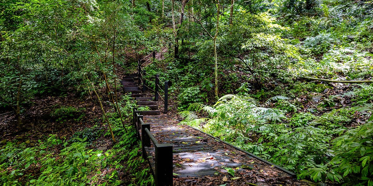 苗栗★雪山坑步道∼全新完工啟用巨人之手秘境★