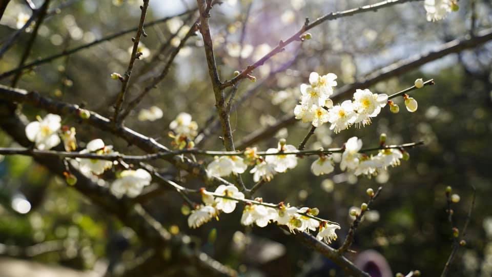 桃園★角板山公園梅花季∼北橫美人湯★