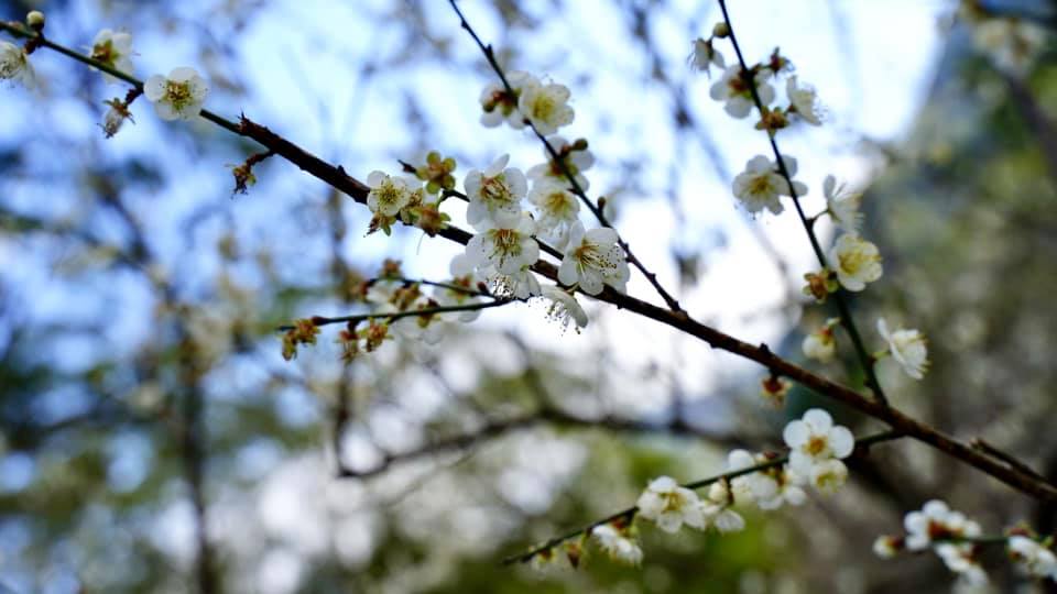 桃園★角板山梅花季∼滿月圓森林浴★
