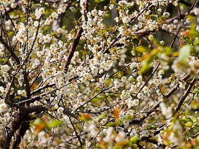 雲林★梅山公園梅花季〜老梅3000盛開賞梅勝地★