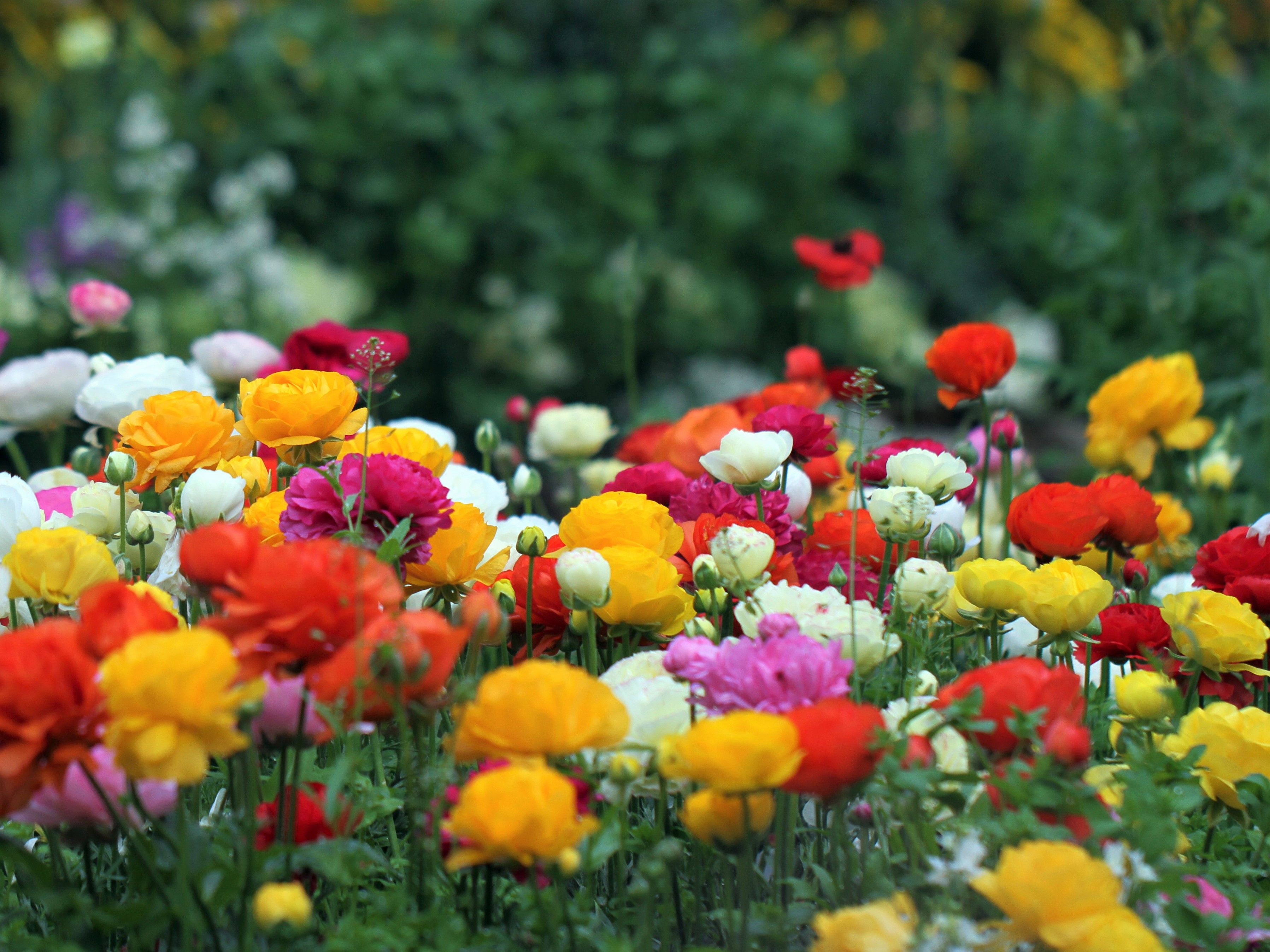 梅峰農場春之饗宴、清境農場北歐風光（二日遊）
