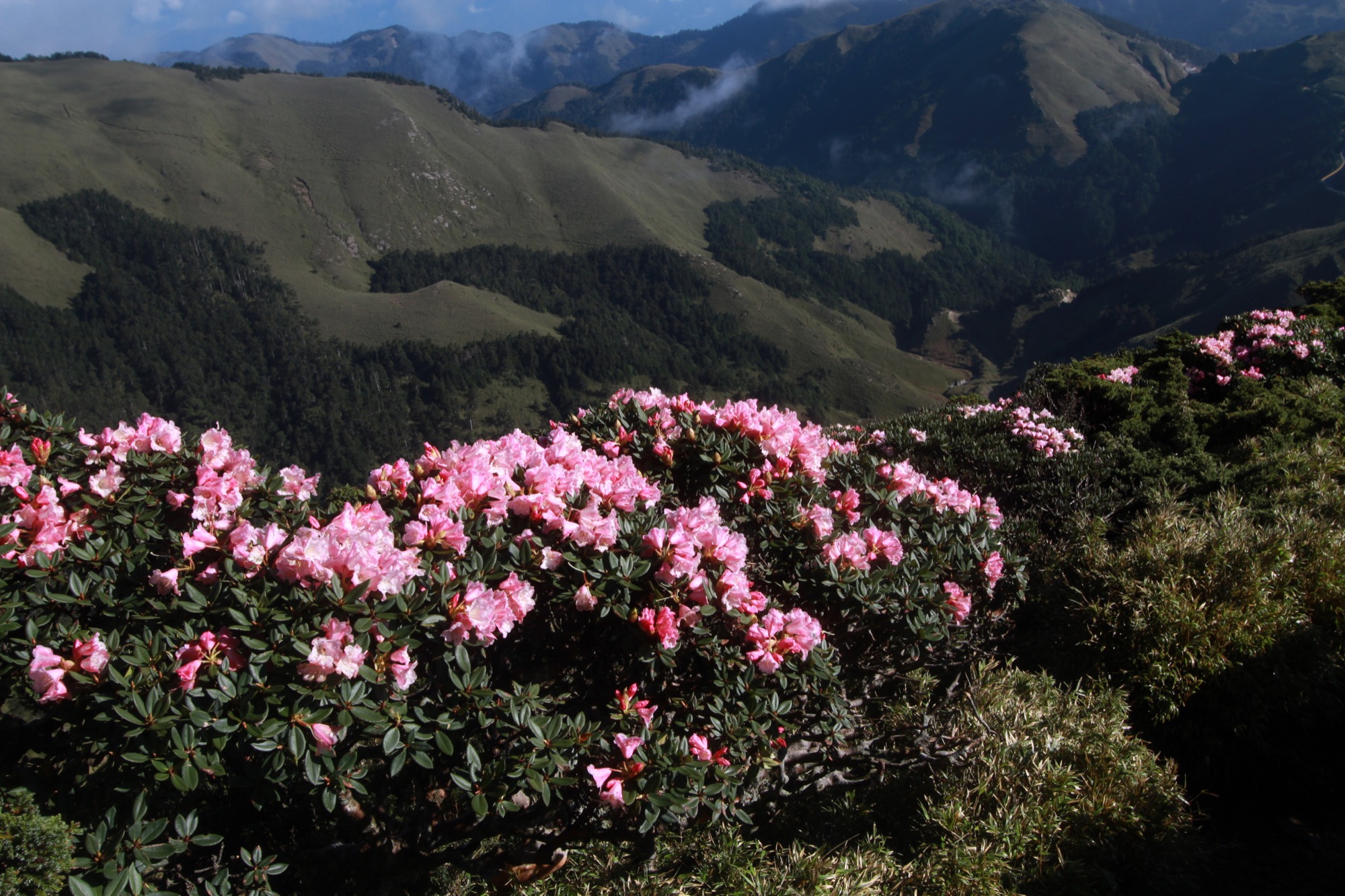 合歡山杜鵑花季/清境農場北歐風光（繽紛2日遊）