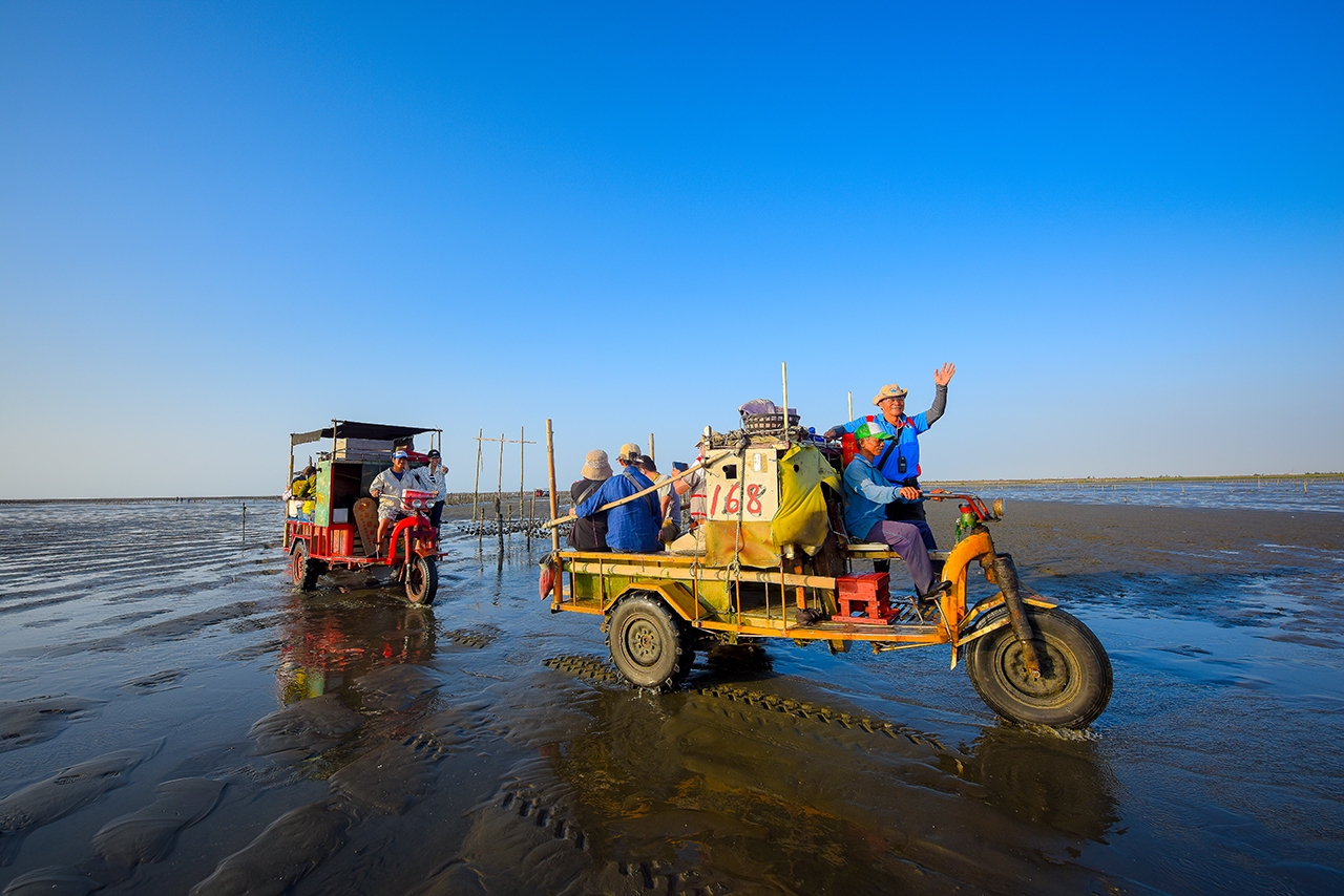 芳苑潮間帶生態、古坑咖啡香與桐花飄香(歡樂2日遊)
