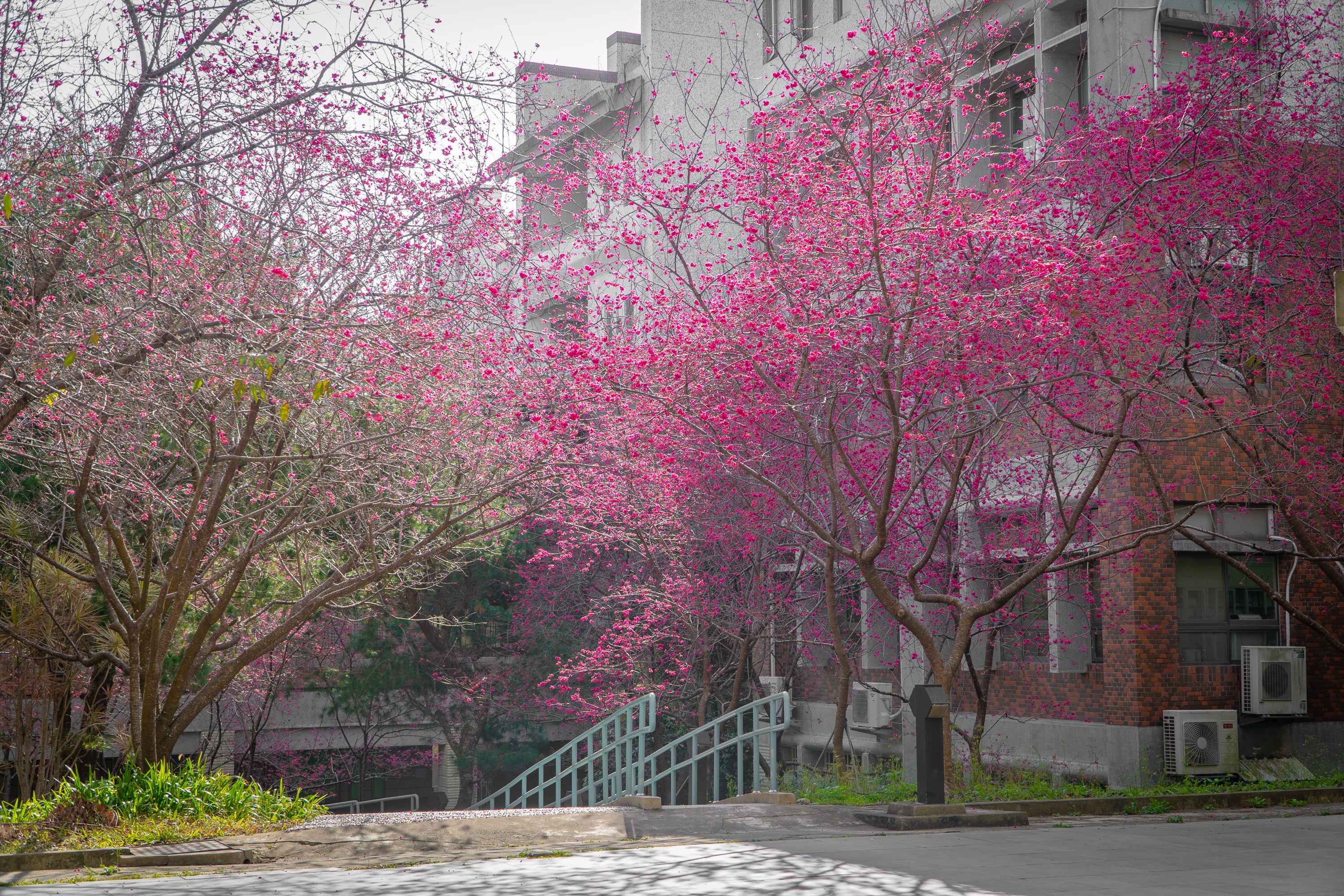 南投★暨南大學櫻花季∼雪白李花與黃花風鈴木同框、綠草如茵浪漫度爆表★