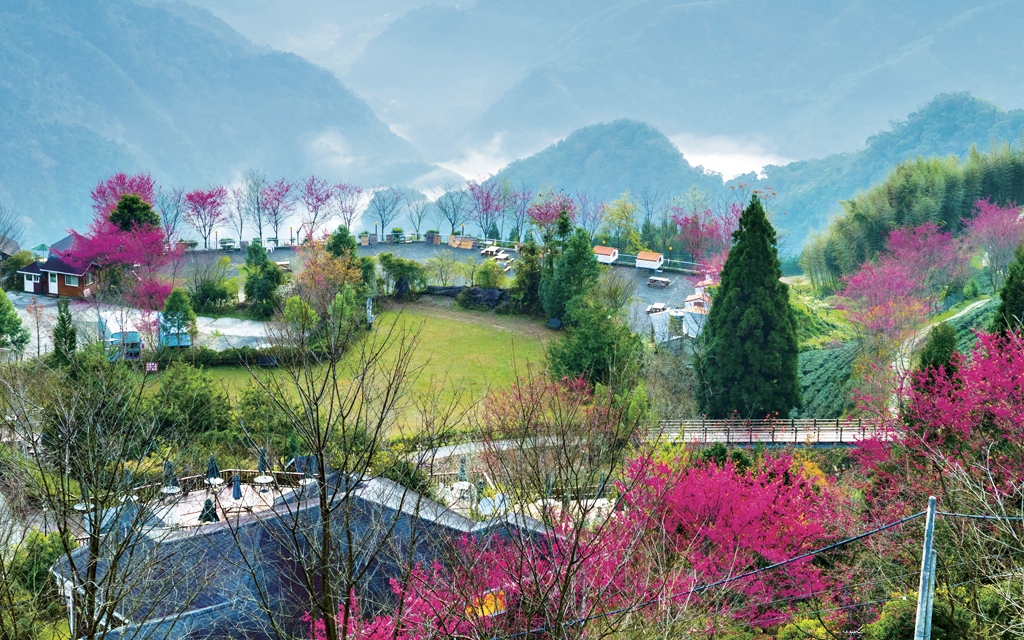 新竹★山上人家粉嫩櫻花季★