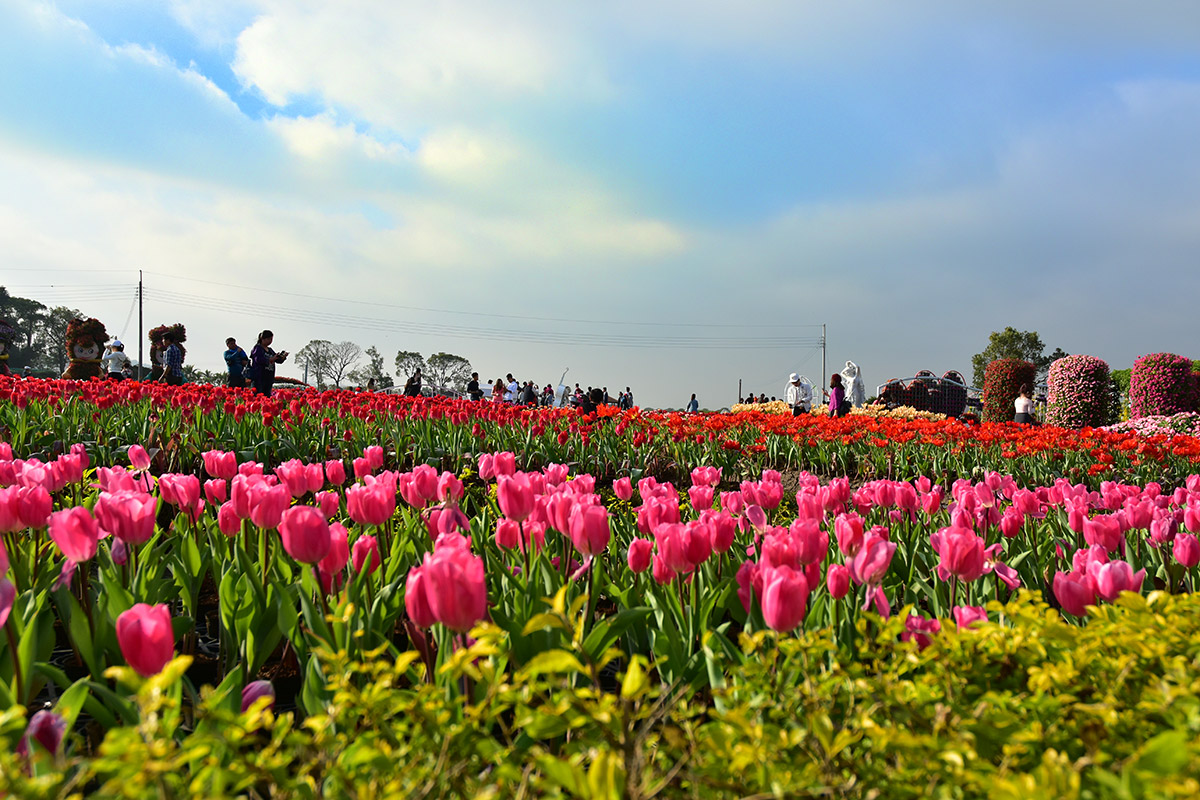 台中★中社觀光花市/鬱金香花季∼秒飛荷蘭風情