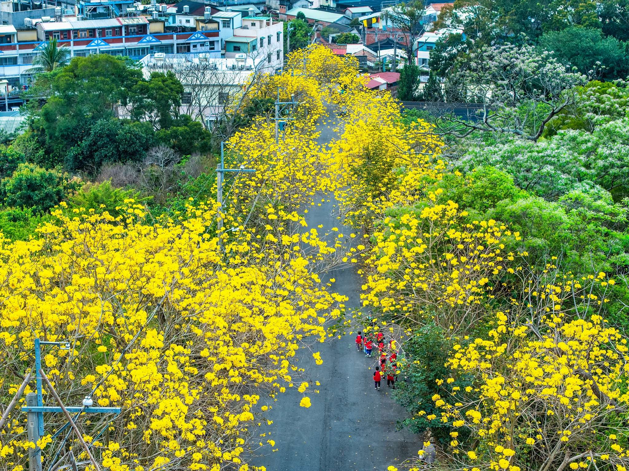 彰化★坑內坑森林步道～黃花風鈴木黃金隧道