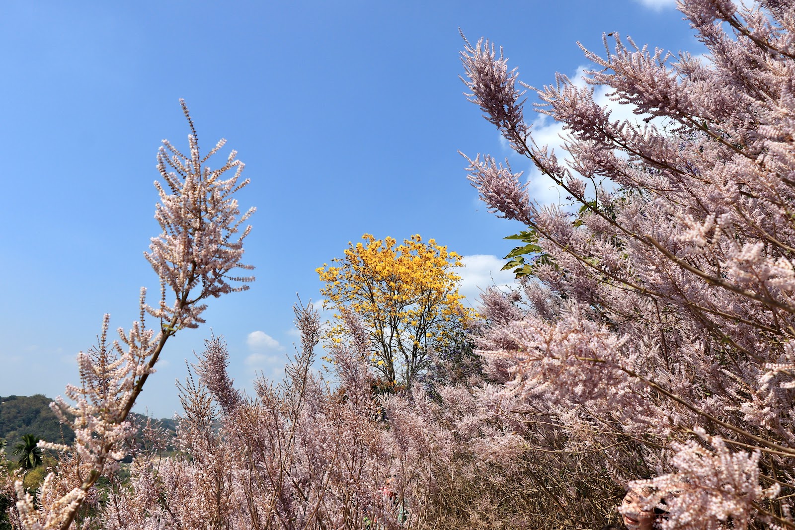 南投★中寮粉紅山丘麝香夢幻之境
