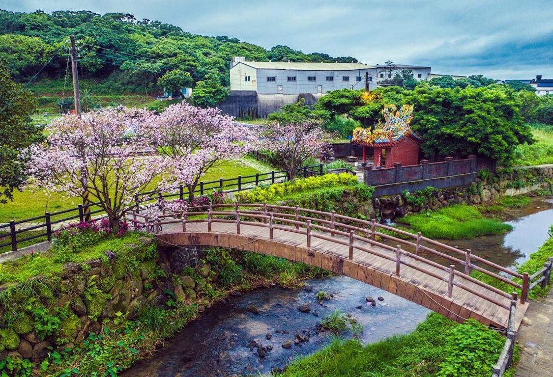 新北★三生粉紅櫻花步道～綿延2公里花蔓舞春風