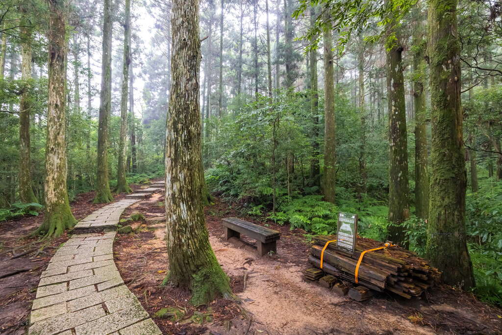 桃園★東眼山國家森林公園遊樂區