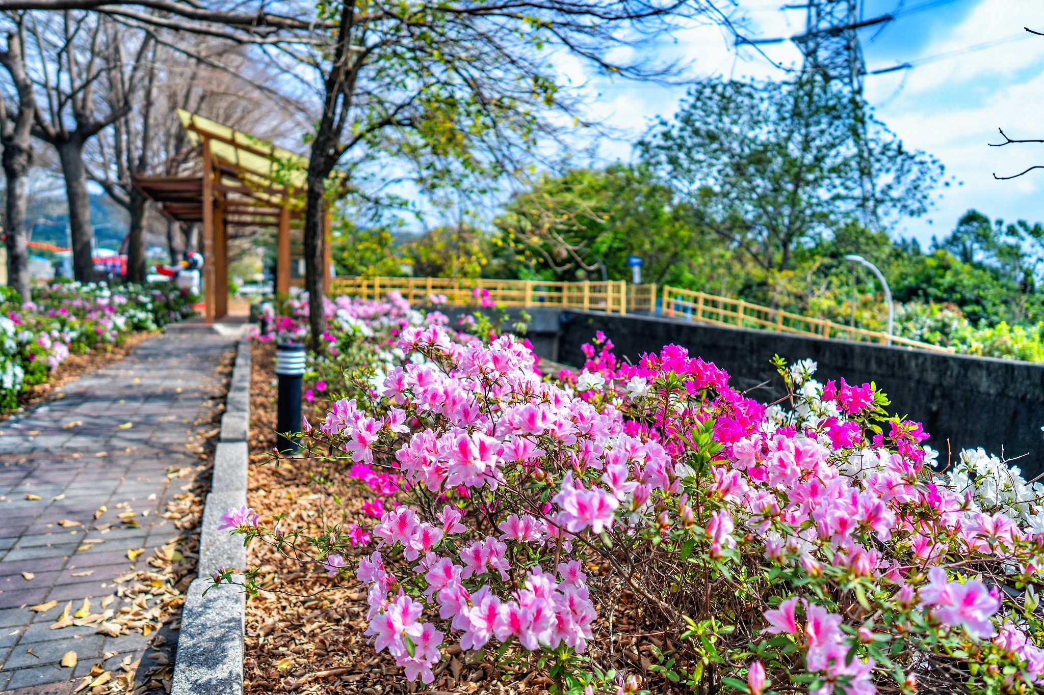 彰化★社頭杜鵑花大道～盡顯春天最美的色彩