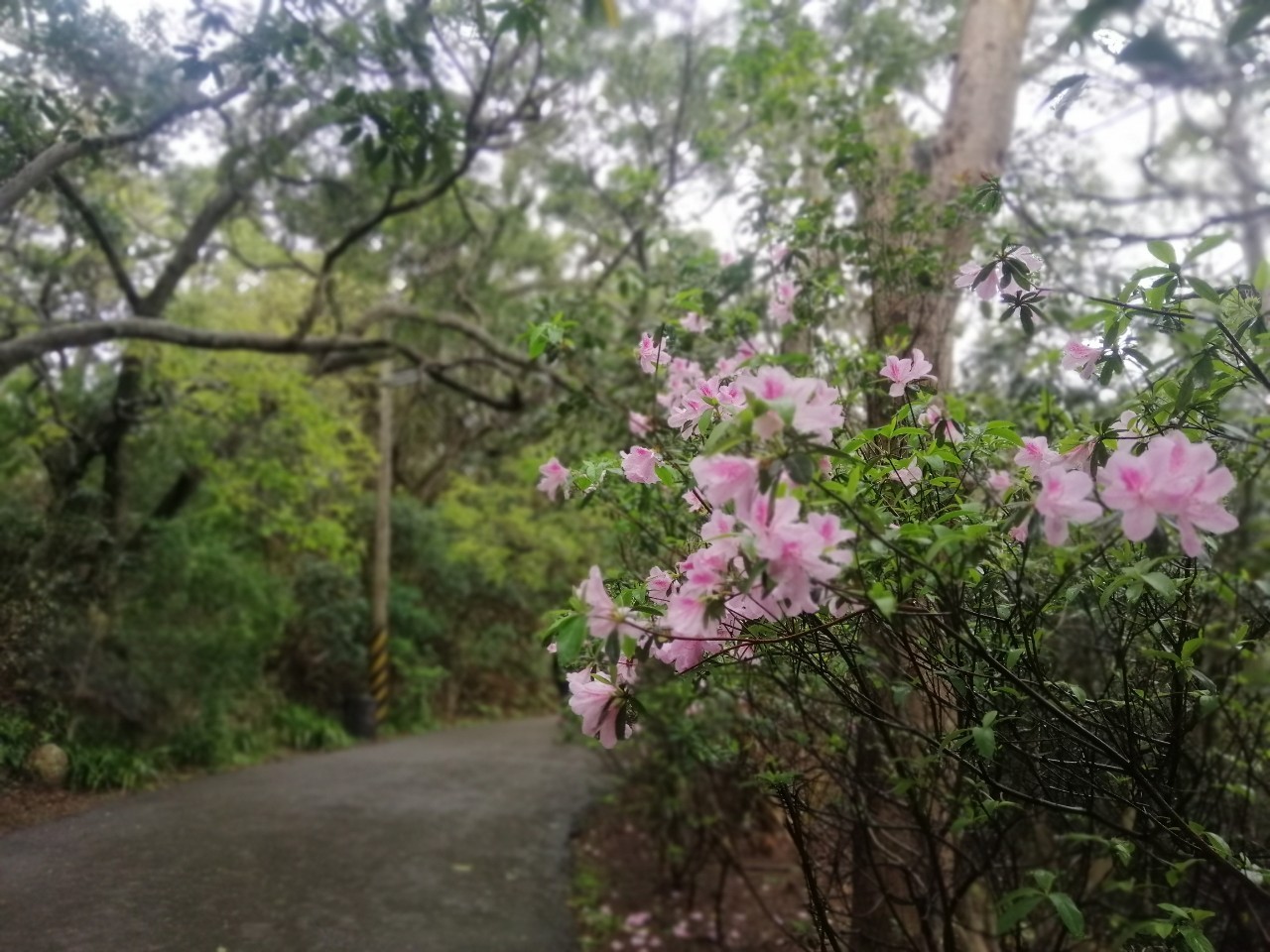 新竹★十八尖山步道～鳳崎落步道小健行