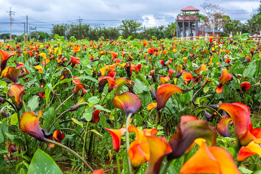 桃園★2026彩色海芋季～數十萬株繽紛花海熱情登場