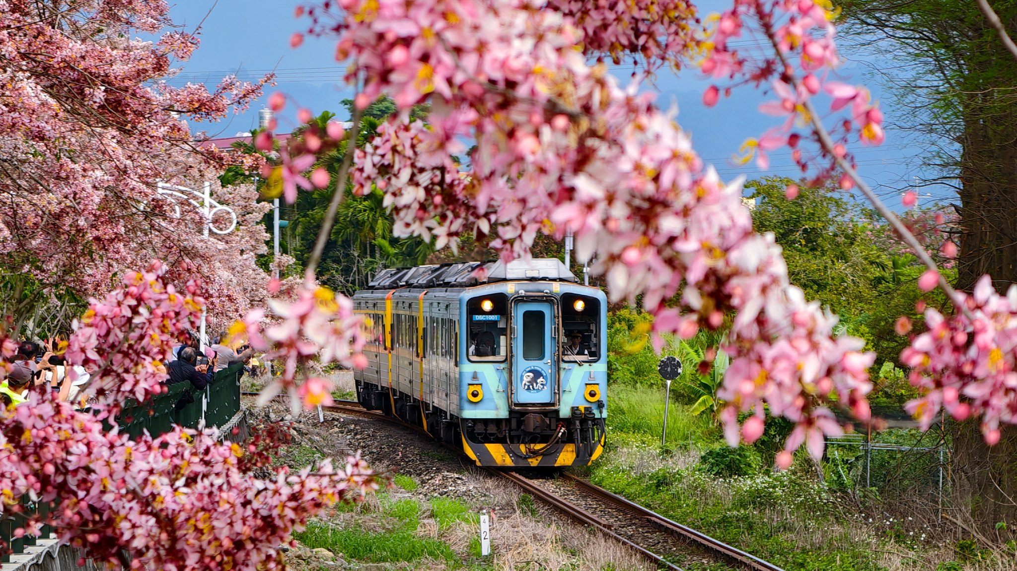 南投★粉紅花旗木(泰國櫻)鐵道同框景致