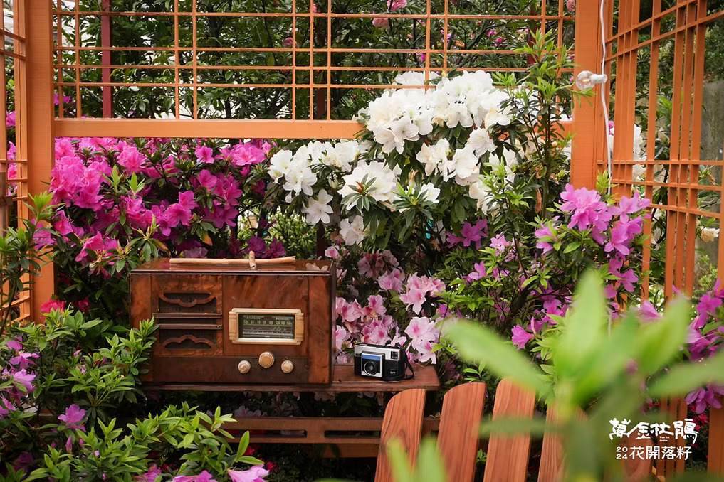 新北★萬金杜鵑花展∼瑪鍊溪20多萬株繽紛花海