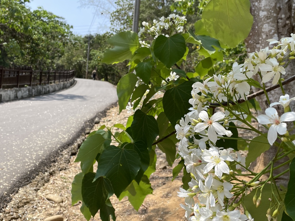 彰化★百年古道飄香～四季花果DIY採果樂★